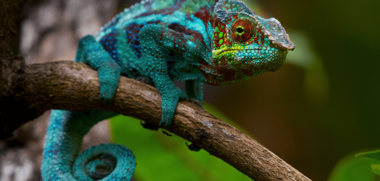 camaleonte-calyptratus. camaleonte-calyptratus